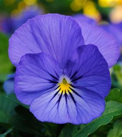 Viola Sorbet® XP True Blue